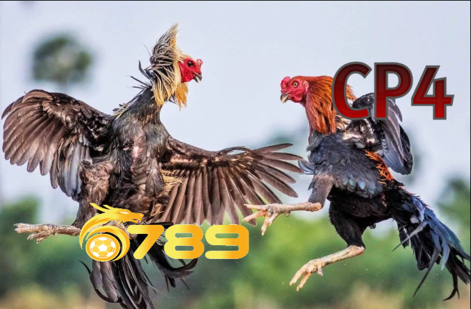 Gà chọi C1 Thomo trực tiếp Full HD